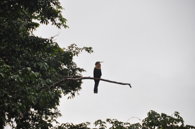 costa rica wildlife, pacific-044.JPG - ANHINGA  - PARISMINA RIVER - COSTA RICA, RAINFOREST - DRY/WET SEASONS